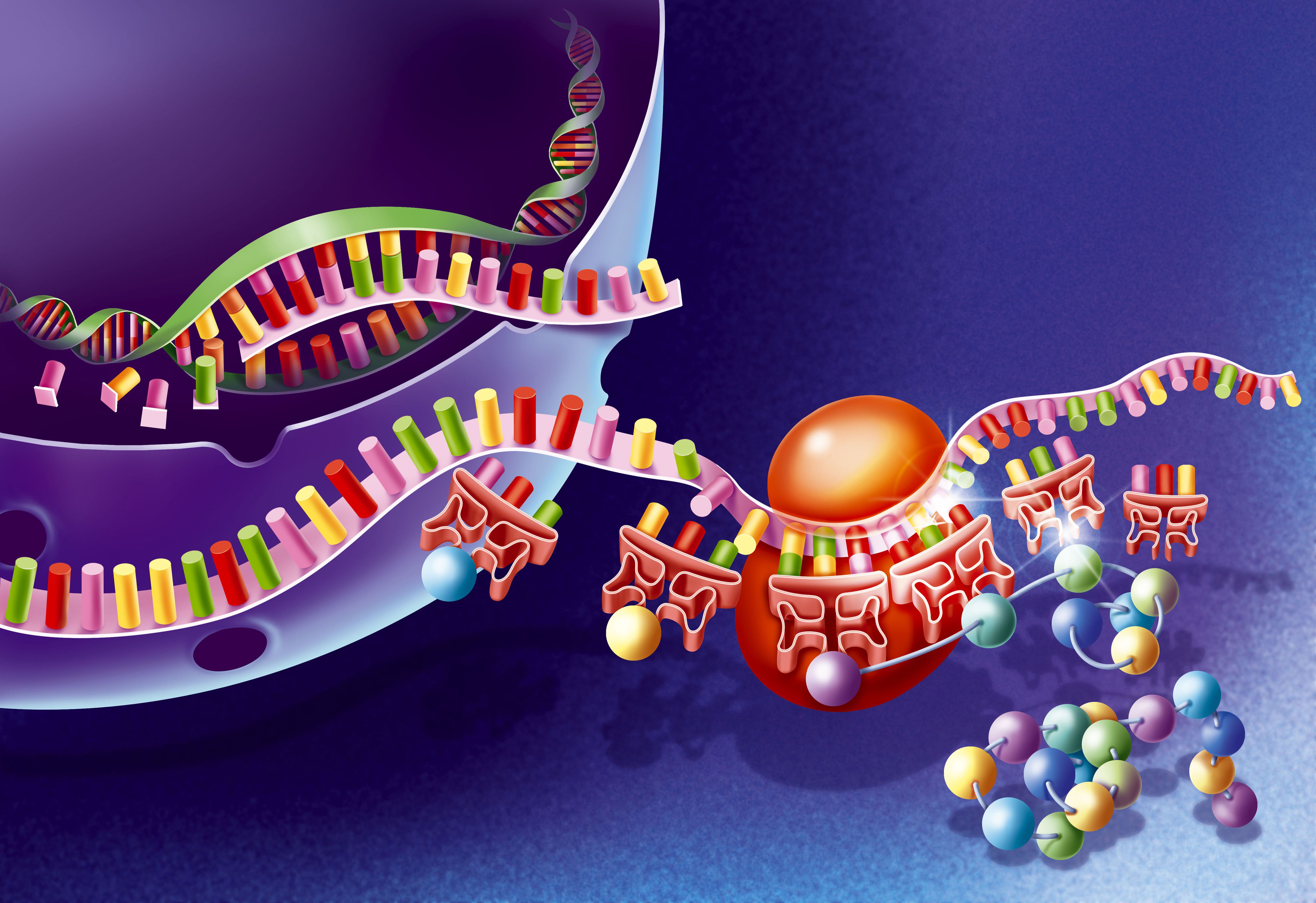 Биосинтез гена. Синтез белка ДНК МРНК.